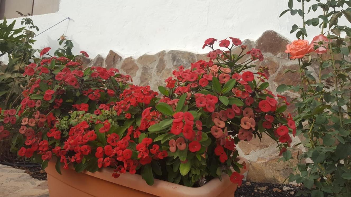 Casa Reyes Fataga Apta Reyes エクステリア 写真